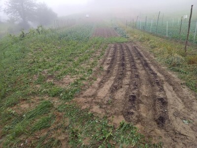 Tuča uništila povrća na OPG-u Duk