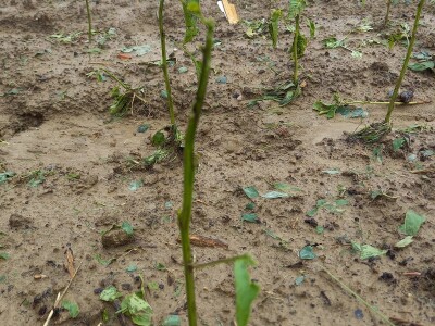 Tuča uništila povrća na OPG-u Duk