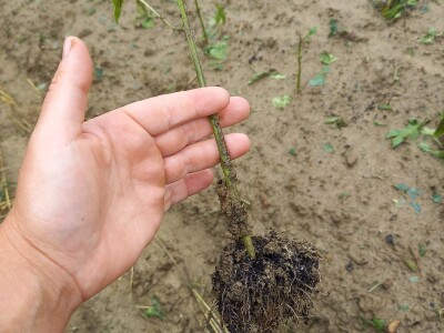 Tuča uništila povrća na OPG-u Duk