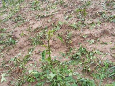 Tuča uništila povrća na OPG-u Duk