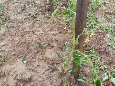 Tuča uništila povrća na OPG-u Duk