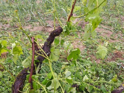 Tuča uništila povrća na OPG-u Duk