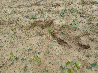 Tuča uništila povrća na OPG-u Duk