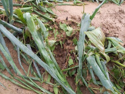 Tuča uništila povrća na OPG-u Duk