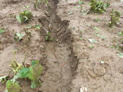 Tuča uništila povrća na OPG-u Duk