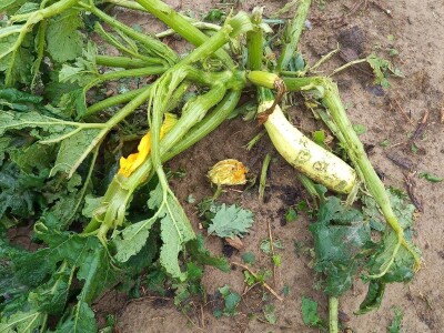 Tuča uništila povrća na OPG-u Duk