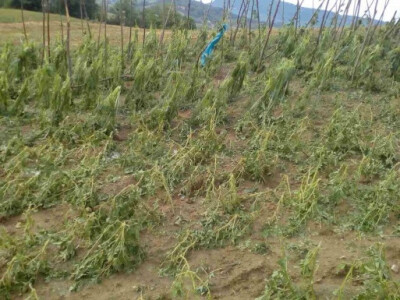 Totalna šteta na usjevima Totalna šteta na usjevima