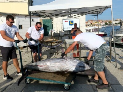 TUNAFEST - filetiranje tune na molu