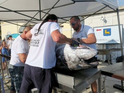 TUNAFEST - filetiranje tune na molu