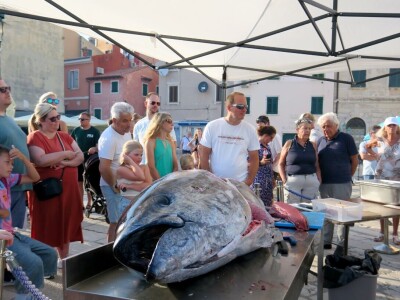 TUNAFEST - filetiranje tune na molu