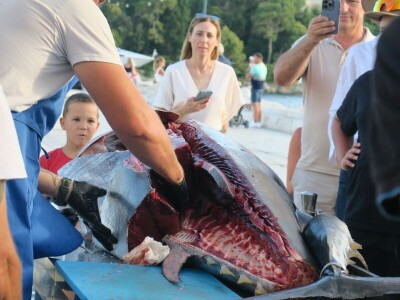 TUNAFEST - filetiranje tune na molu