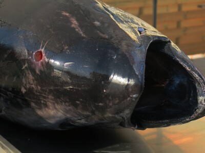 TUNAFEST - filetiranje tune na molu