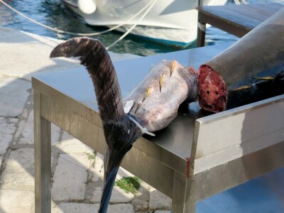 TUNAFEST - filetiranje tune na molu