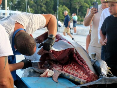 TUNAFEST - filetiranje tune na molu