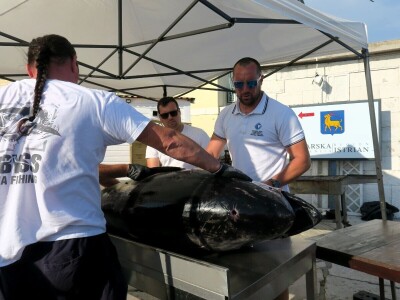 TUNAFEST - filetiranje tune na molu