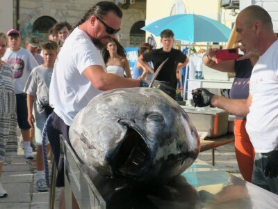 TUNAFEST - filetiranje tune na molu