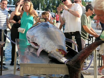 TUNAFEST - filetiranje tune na molu