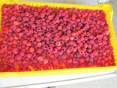 Tuneslki sistem gajenja maline