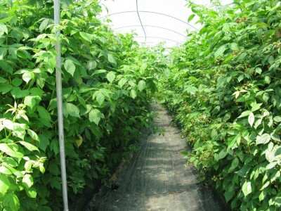 Tuneslki sistem gajenja maline