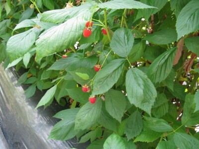 Tuneslki sistem gajenja maline