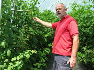 Tuneslki sistem gajenja maline