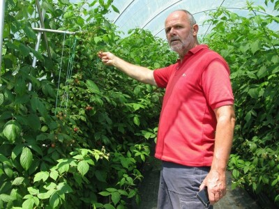 Tuneslki sistem gajenja maline