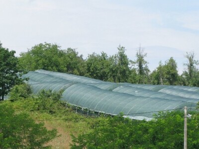 Tuneslki sistem gajenja maline