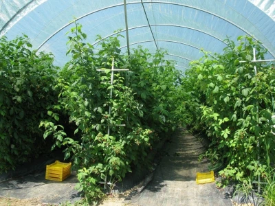 Tuneslki sistem gajenja maline