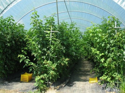 Tuneslki sistem gajenja maline