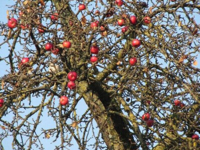 Na stablu ostalo još malo plodova Na stablu ostalo još malo plodova