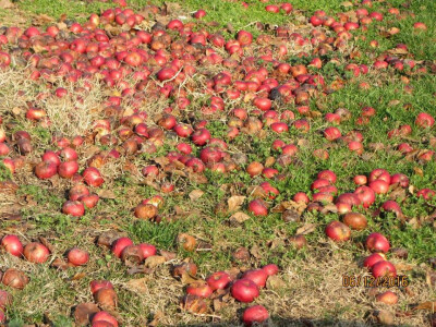 Propadaju sočni plodovi jabuke božićnicePlodovi Propadaju sočni plodovi jabuke božićnicePlodovi