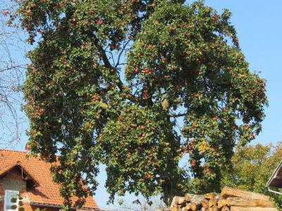 Unatoč ovogodišnjem mrazu stablo puno plodova Unatoč ovogodišnjem mrazu stablo puno plodova