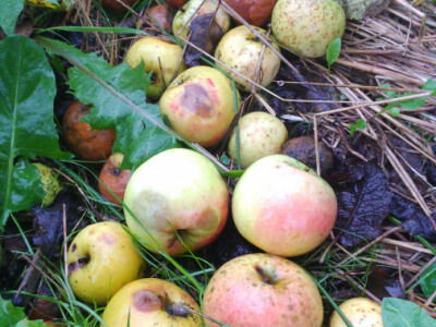 Jabuke su propale i u mom susjedstvu Jabuke su propale i u mom susjedstvu