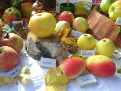 Stare sorte jabuka Mirka Veića Stare sorte jabuka Mirka Veića