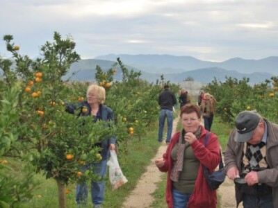 I inozemni turisti na plantažama mandarina u Neretvi