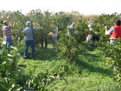 I inozemni turisti u skupinama sudjeluju u berbi neretvanskih mandarina