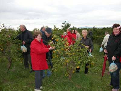 Turisti u berbi neretvanskih mandarina