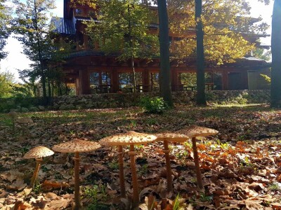 Turistički kompleks "Mala priča" - samo za strane turiste Turistički kompleks "Mala priča" - samo za strane turiste