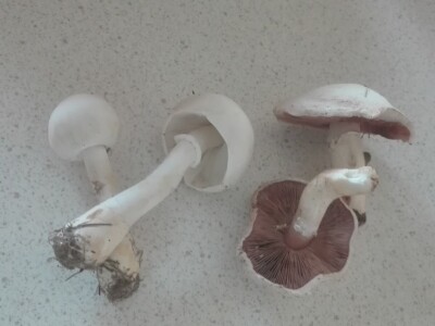 Jestive i otrovne vrste pečurki, te pupavke