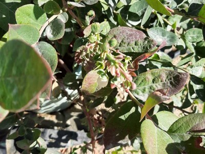 Turska ide u proširenje zasada pod borovnicom