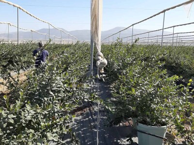 Turska ide u proširenje zasada pod borovnicom