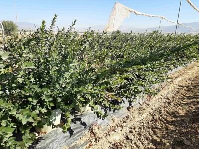 Turska ide u proširenje zasada pod borovnicom