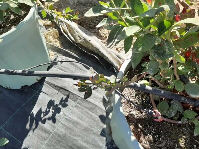 Turska ide u proširenje zasada pod borovnicom