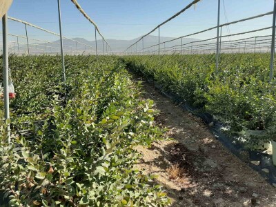 Turska ide u proširenje zasada pod borovnicom