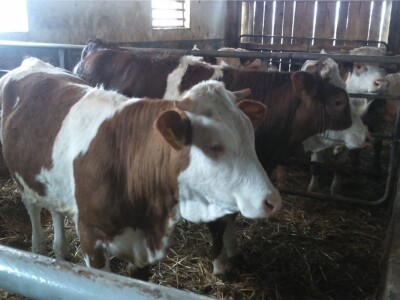 Razočaralo ih novo smanjenje otkupne cijene mlijeka