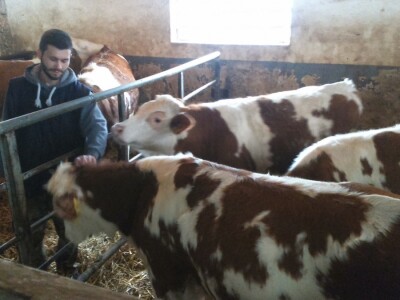 Junice za proširenje stada muznih krava