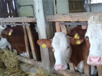 Kvalitetne muzne krave simentalke