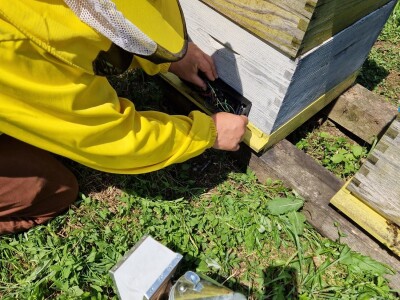 Tvrtka Agro Simpa provela je istraživanje u pčelarstvu