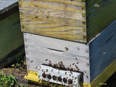 Tvrtka Agro Simpa provela je istraživanje u pčelarstvu