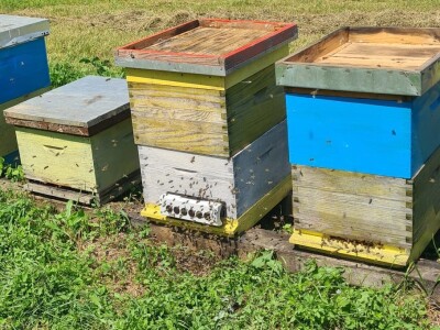 Tvrtka Agro Simpa provela je istraživanje u pčelarstvu